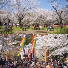 【二次募集】令和7年平野神社桜まつり − 京都府