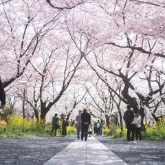 【二次募集】令和7年平野神社桜まつり - イベント
