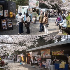 【二次募集】令和7年平野神社桜まつり - 京都市