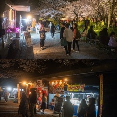【二次募集】令和7年平野神社桜まつり - 地域/お祭り