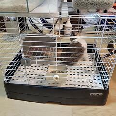 うさぎ(ネザーランドドワーフ)半年以上経ってこの大きさから変わってません − 愛知県