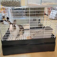 うさぎ(ネザーランドドワーフ)半年以上経ってこの大きさから変わってません - 名古屋市