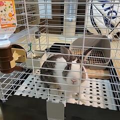 うさぎ(ネザーランドドワーフ)半年以上経ってこの大きさから変わってません - その他