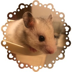 ハムスター譲ります🐹