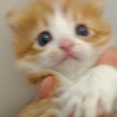 お母さん猫と一緒に①　里親さん募集しています🐈 - 猫
