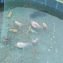 飼育魚🐟を手放したい方、買い取ります☺！