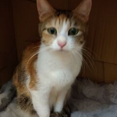 お母さん猫と一緒に③　里親さん募集しています🐈 - 横浜市