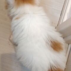お母さん猫と一緒に③　里親さん募集しています🐈 - 猫