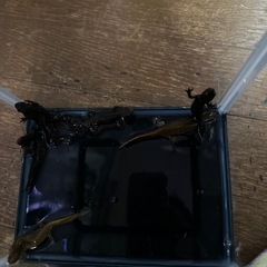 アカハライモリ残り３匹✨
 の画像