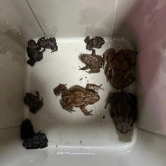 ヒキガエル