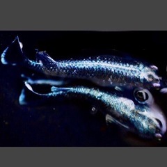ラムネ💙ブルー若魚メダカ.【.６匹+α⒈=⒎匹 】Round ③