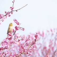オンライン読書会