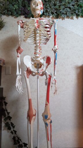 骨格模型　サム・ 直立型スタンド仕様  160ｃｍ