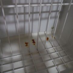 ハイアール　冷凍庫の画像