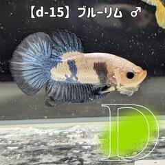【d-15】ブルーリム♂ ベタ