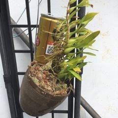 プロポリブルボン