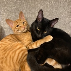 【】兄弟猫　生後半年　ワクチン、去勢済み