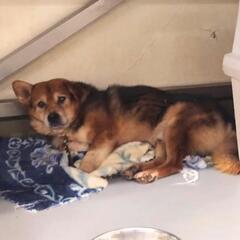 迷い犬