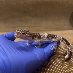 ダイオウトカゲモドキ　レオパ - 里親募集