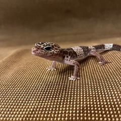 ダイオウトカゲモドキ　レオパ - その他