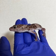 ダイオウトカゲモドキ　レオパ − 山口県