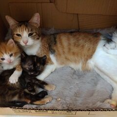 お母さん猫と一緒に①　里親さん募集しています🐈 − 神奈川県