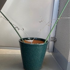 植木鉢　0円　もらってくださいお願いします！