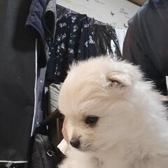 ポメラニアン生後1ヶ月【決まりました】お問い合わせ頂き、ありがと...