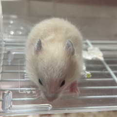 ハムスター里親募集 
