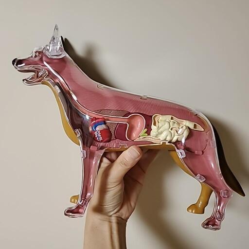 犬　体の模型　ロイヤルカナン