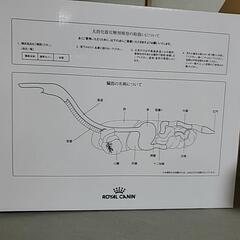 犬　消化器官の模型　ロイヤルカナン　の画像