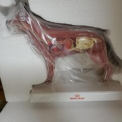 犬　消化器官の模型　ロイヤルカナン　の画像
