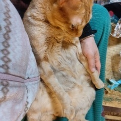 3/22（土）譲渡会⭐️爪切りもオッケー👍茶トラのムギちゃん♂