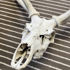 エゾ鹿の角の画像