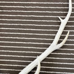 エゾ鹿の角の画像