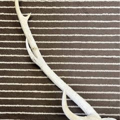 エゾ鹿の角の画像