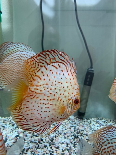 ディスカス　水槽