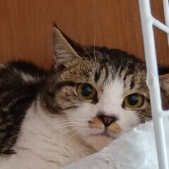 里親募集！生後８ヶ月のメス猫。生野区小路１丁目の保護猫です。