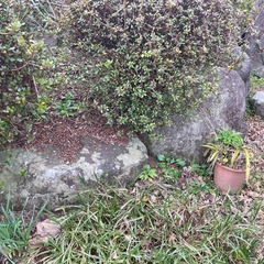 築山の石の画像