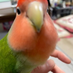 コザクラインコ