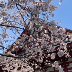 🌸着物を着て桜散策🌸 - 京都市
