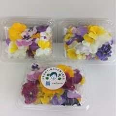 野菜 無料プレゼント！ 仙台市宮城野区