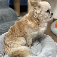 おっとりマイペースなチワワ✖️ポメ　MIX リハク君 - 犬