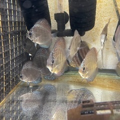 ディスカス　ワイルドクロスf2 熱帯魚