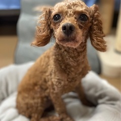 人が大好きで寂しがり屋　美人なトイプー　リンちゃん