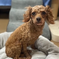 人が大好きで寂しがり屋　美人なトイプー　リンちゃん - 犬