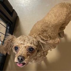 人が大好きで寂しがり屋　美人なトイプー　リンちゃん - 里親募集