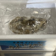 【新品未開封】カキケース