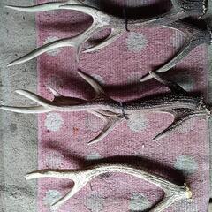 鹿の角です