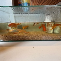 【受付停止中】金魚